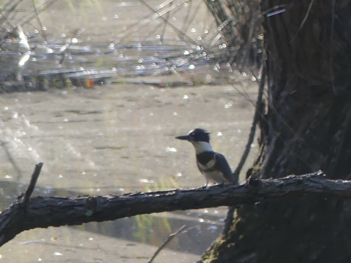 Belted Kingfisher - ML622895297