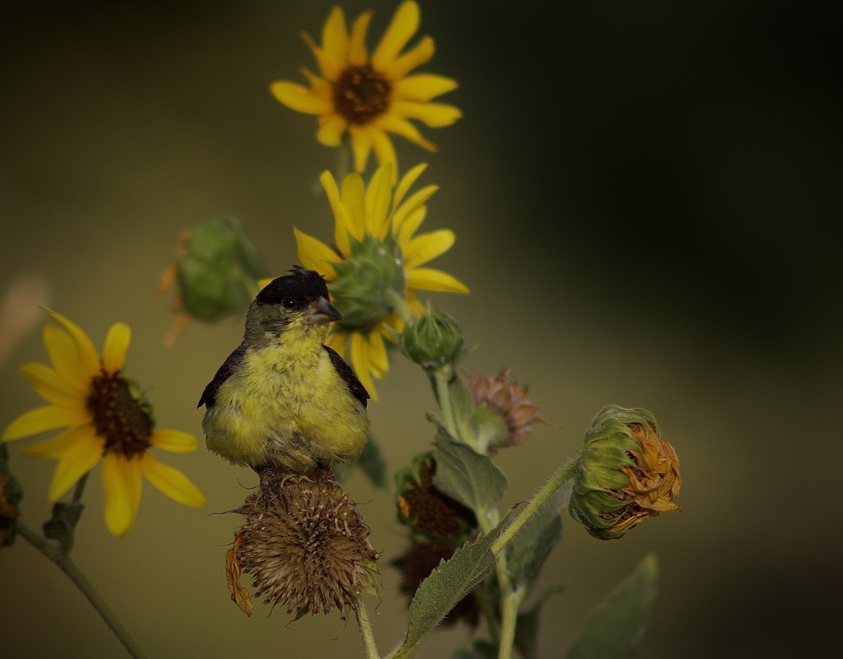 Lesser Goldfinch - ML622895316