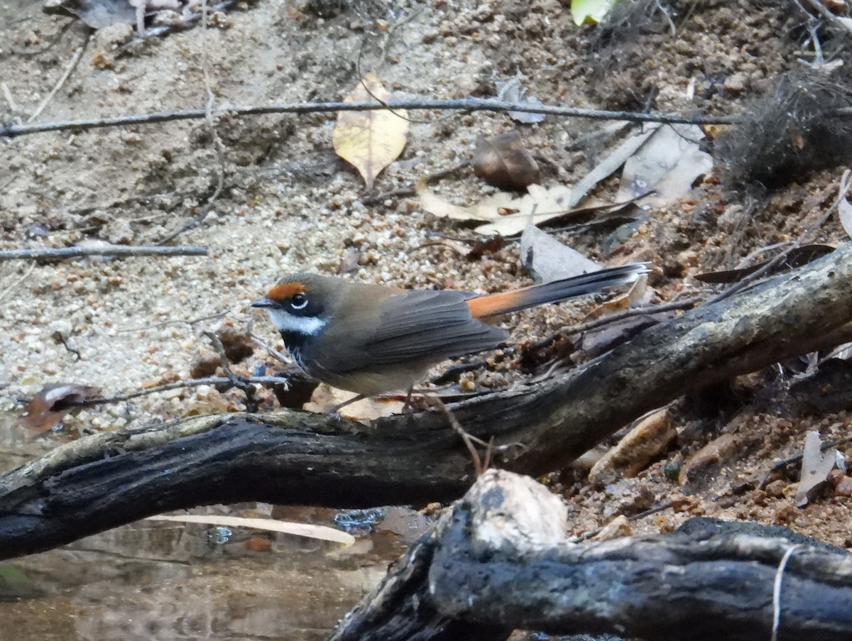 Australian Rufous Fantail - ML622895327