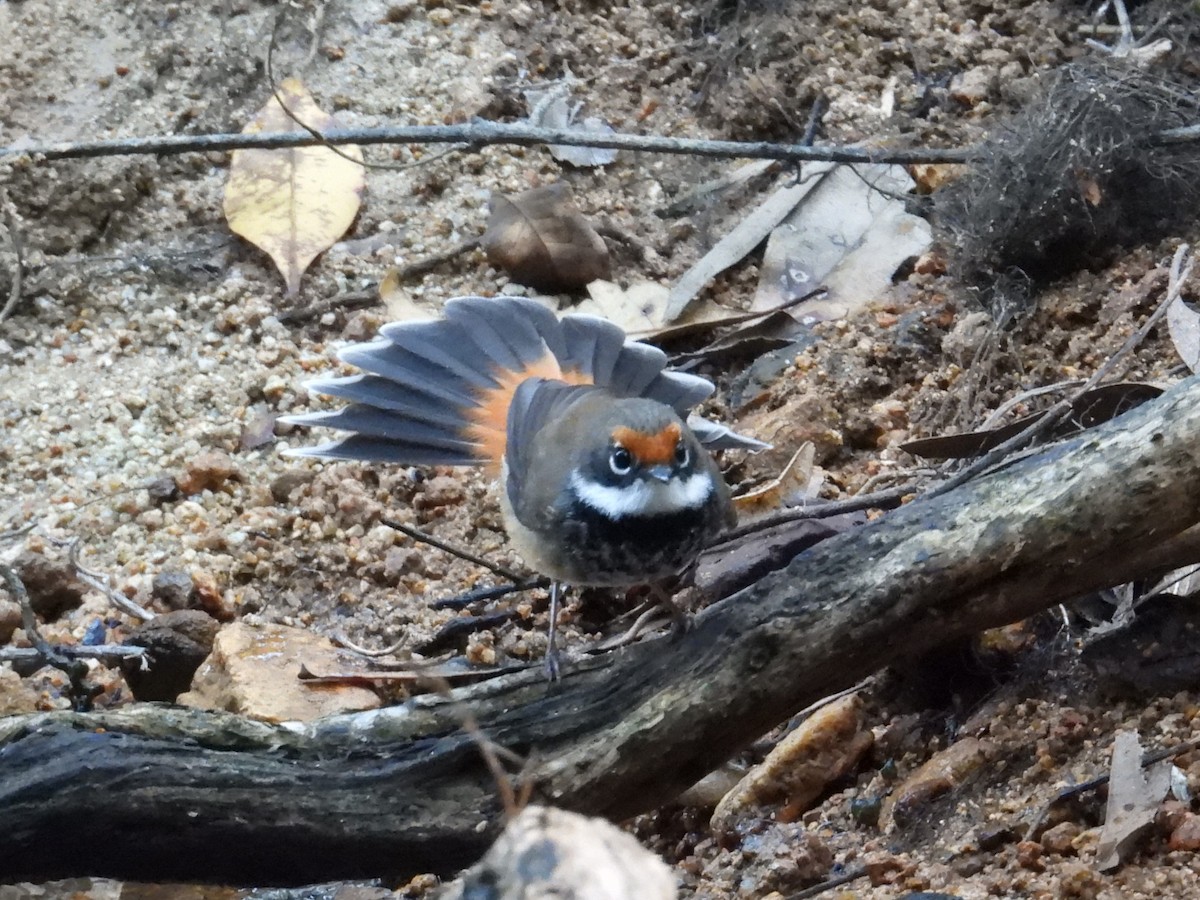 Australian Rufous Fantail - ML622895365