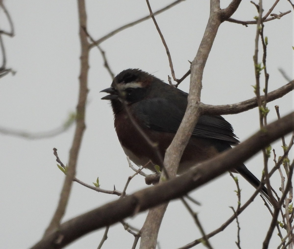 Black-and-chestnut Warbling Finch - ML622895371