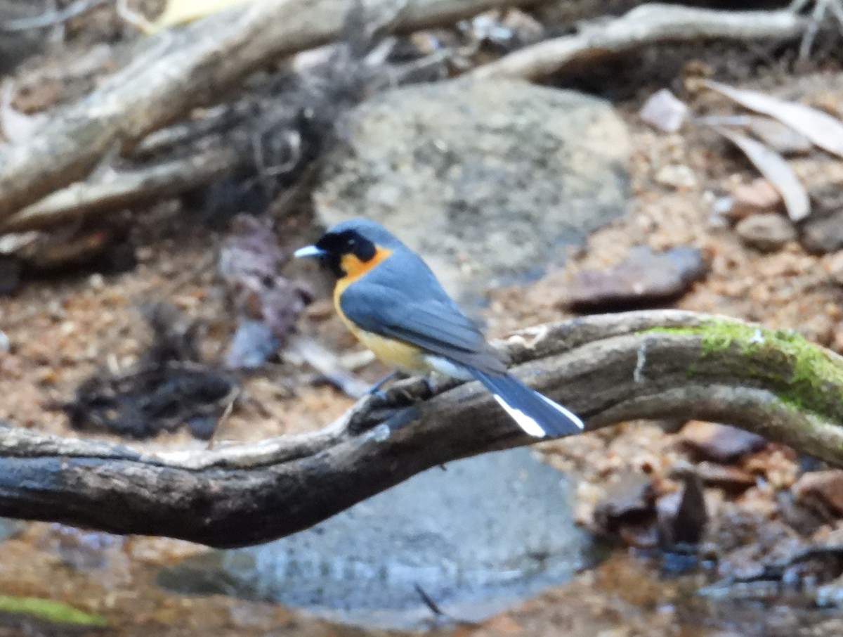 Australian Spectacled Monarch - ML622895432