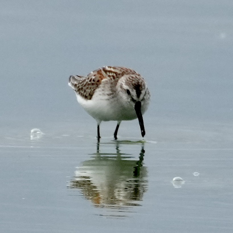 Western Sandpiper - ML622895567