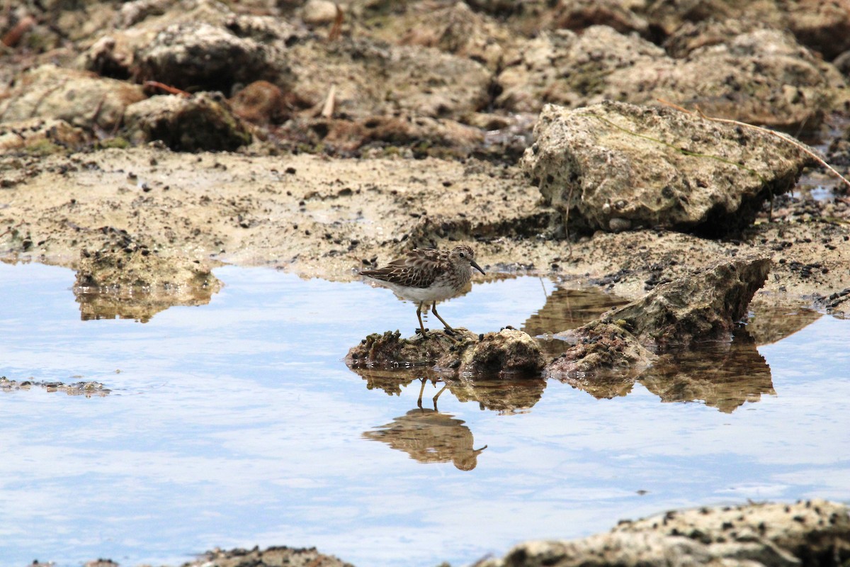 Least Sandpiper - Wandering Vireo