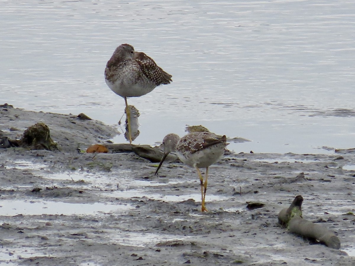 Lesser Yellowlegs - J.J. Blue