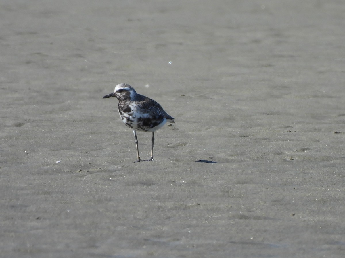 Black-bellied Plover - ML622895601