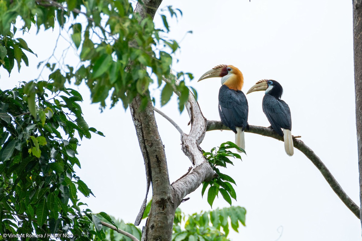 Blyth's Hornbill - Vincent Romera