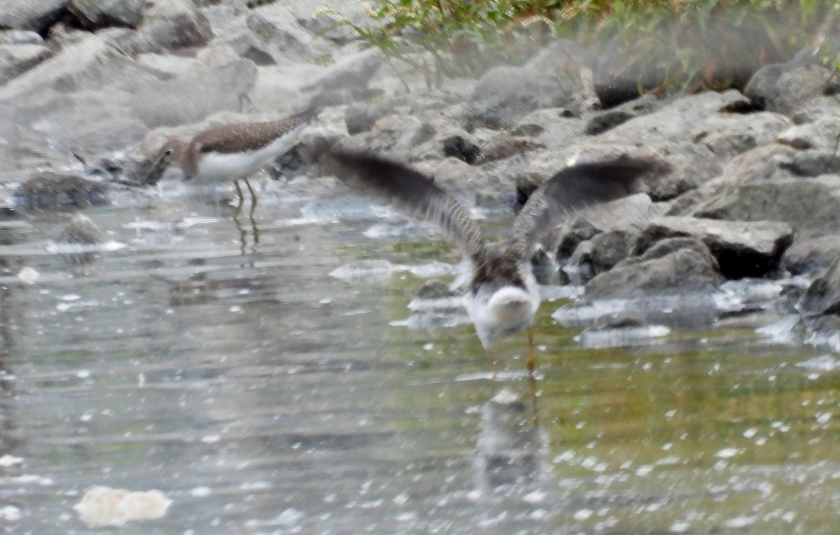 Solitary Sandpiper - Nicole St-Amant