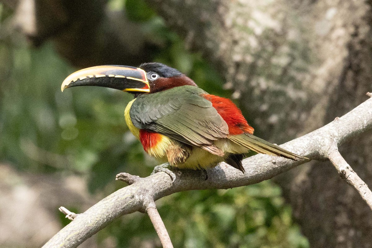 Chestnut-eared Aracari - Eric VanderWerf