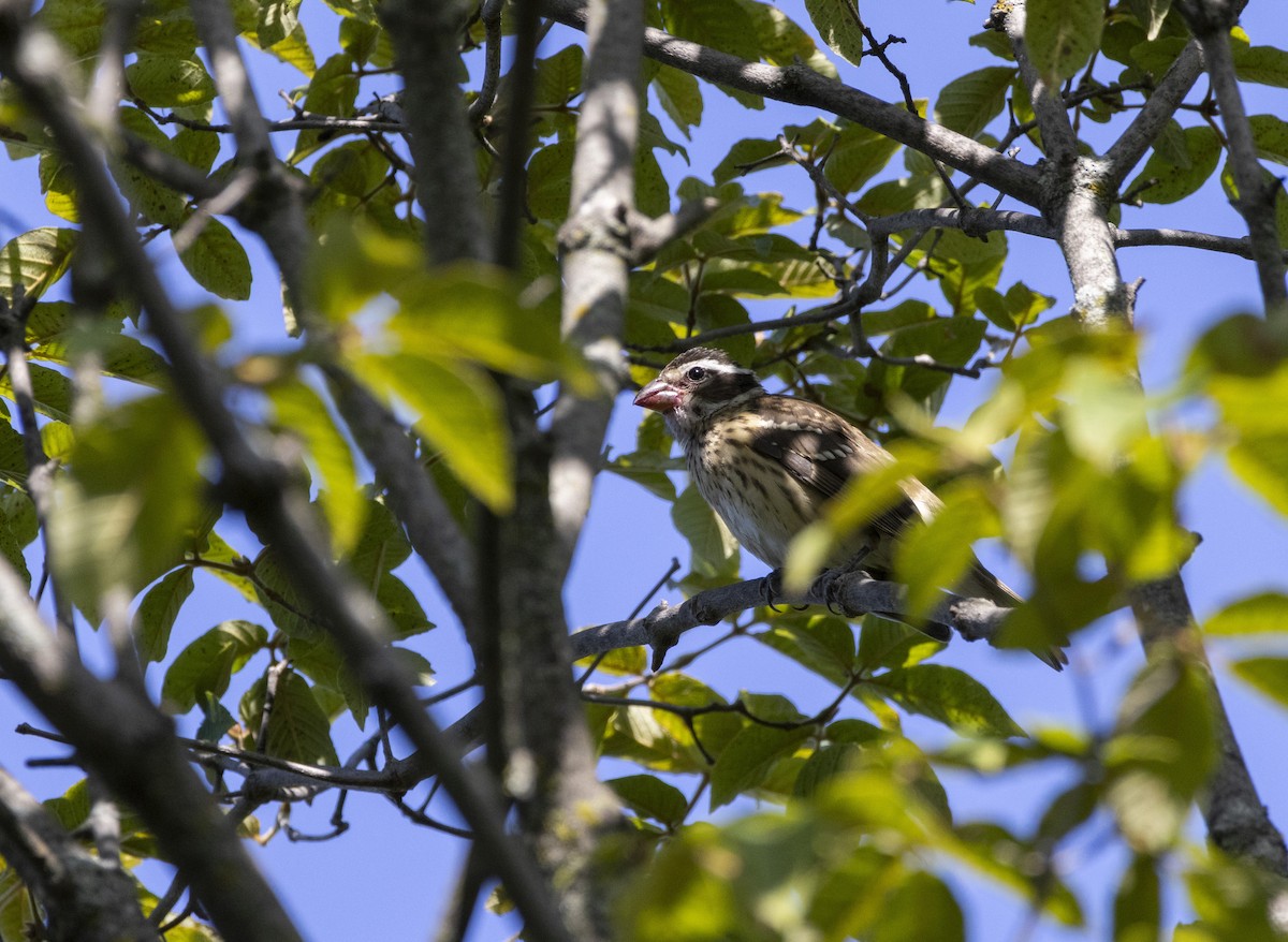 Rose-breasted Grosbeak - ML622895821