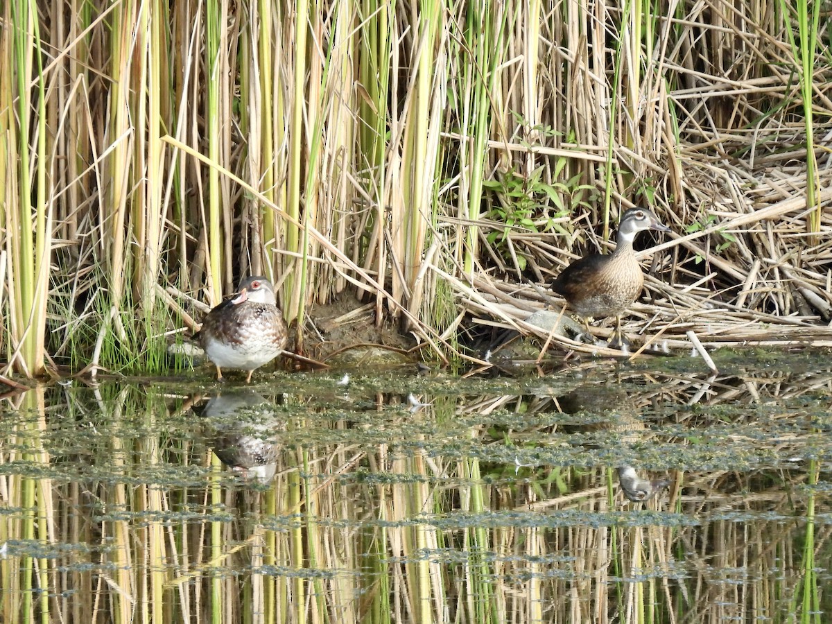 Wood Duck - Anita M Granger