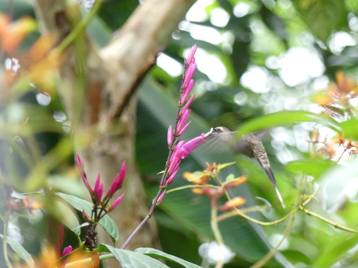 Great-billed Hermit - ML622895990