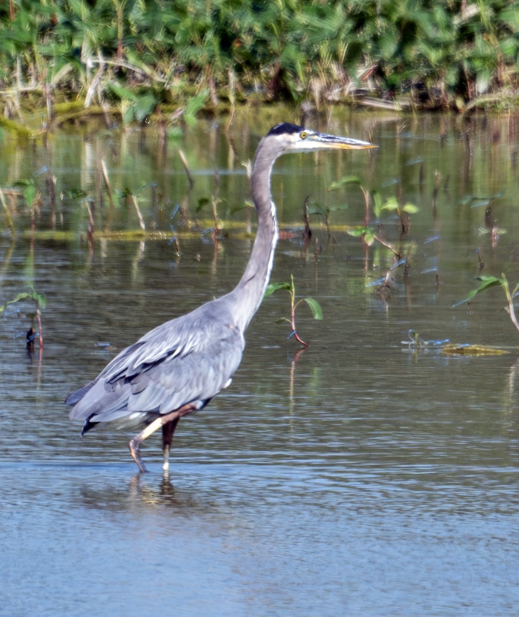 Great Blue Heron - Greg Courtney