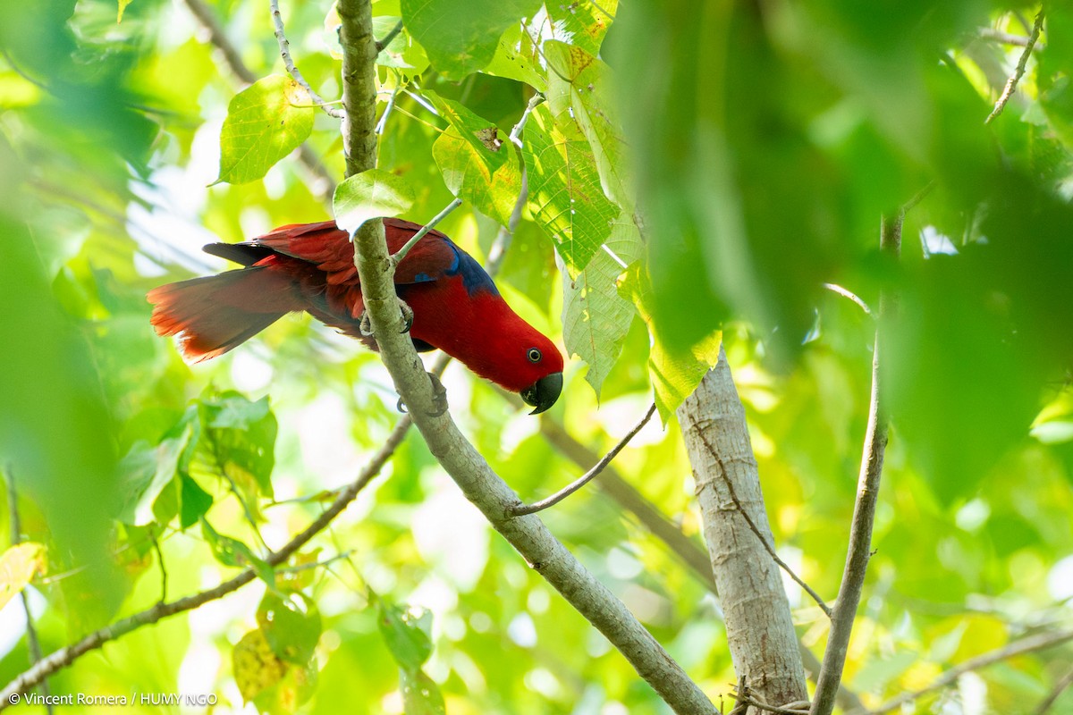 Papuan Eclectus - ML622896045