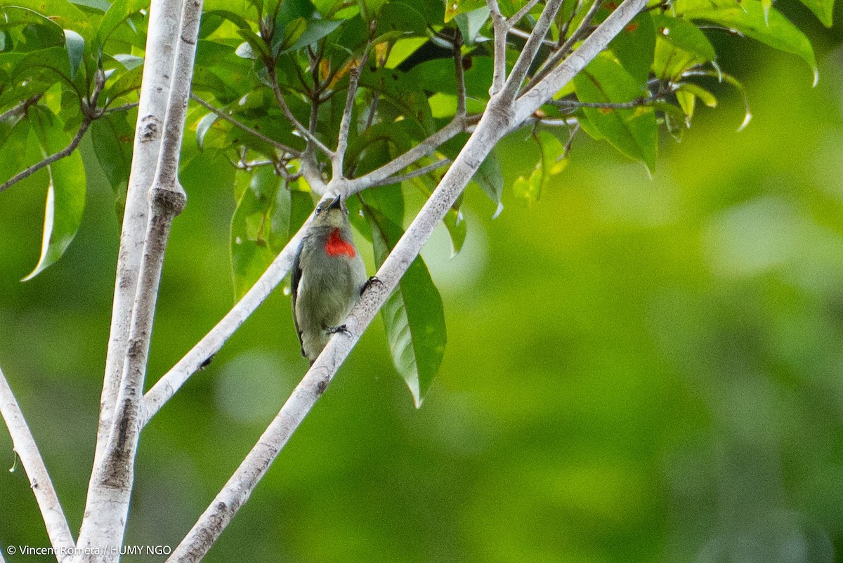 Olive-crowned Flowerpecker - ML622896065