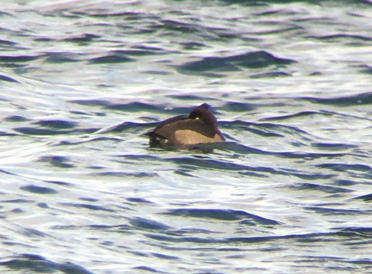 Tufted Duck - ML622896095