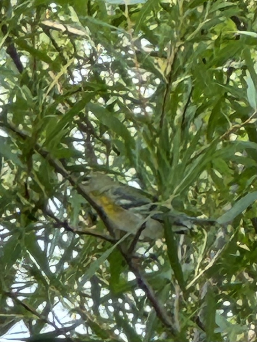 Northern Parula - Cristian Tamas