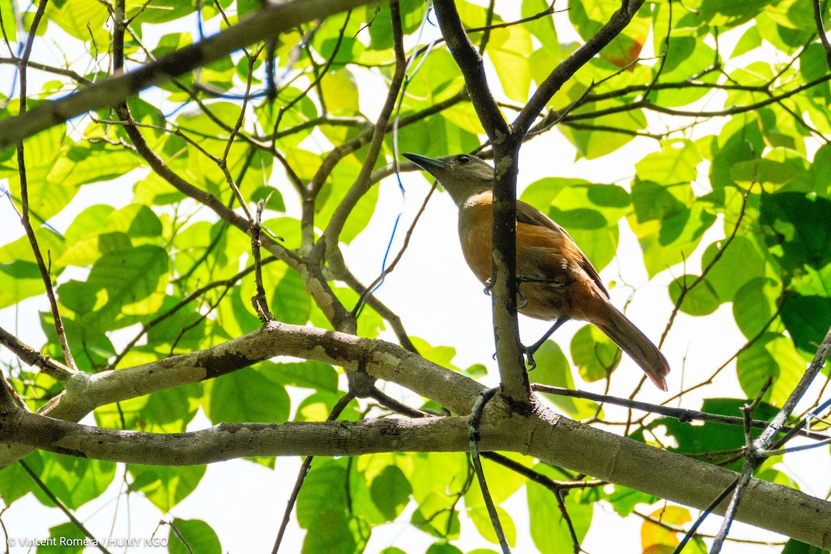 Raja Ampat Pitohui - ML622896134