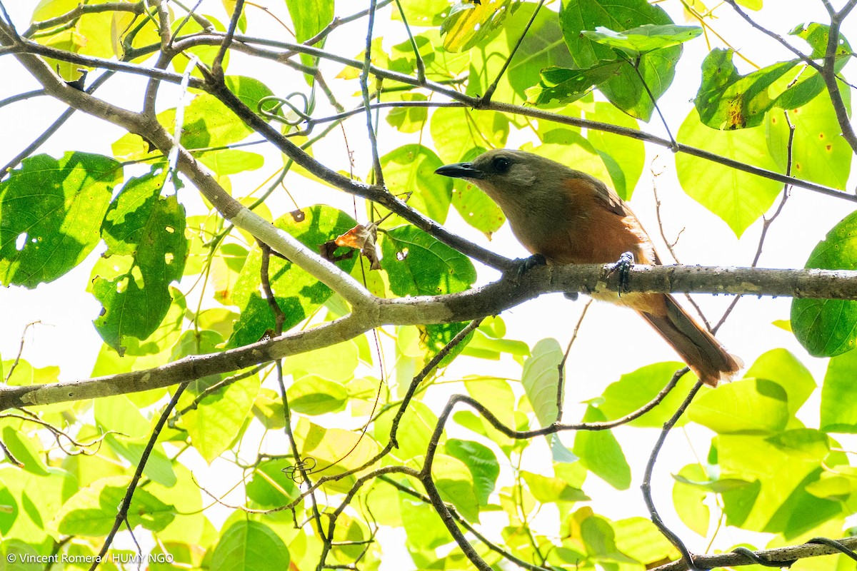 Raja Ampat Pitohui - ML622896136