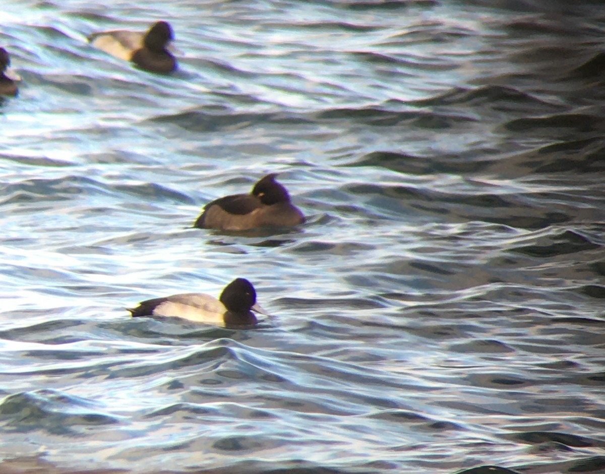 Tufted Duck - ML622896140