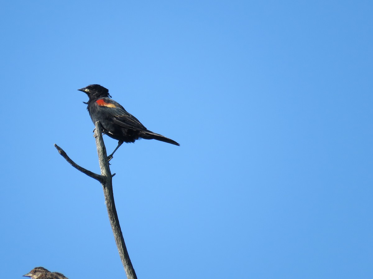 Red-winged Blackbird - ML622896189