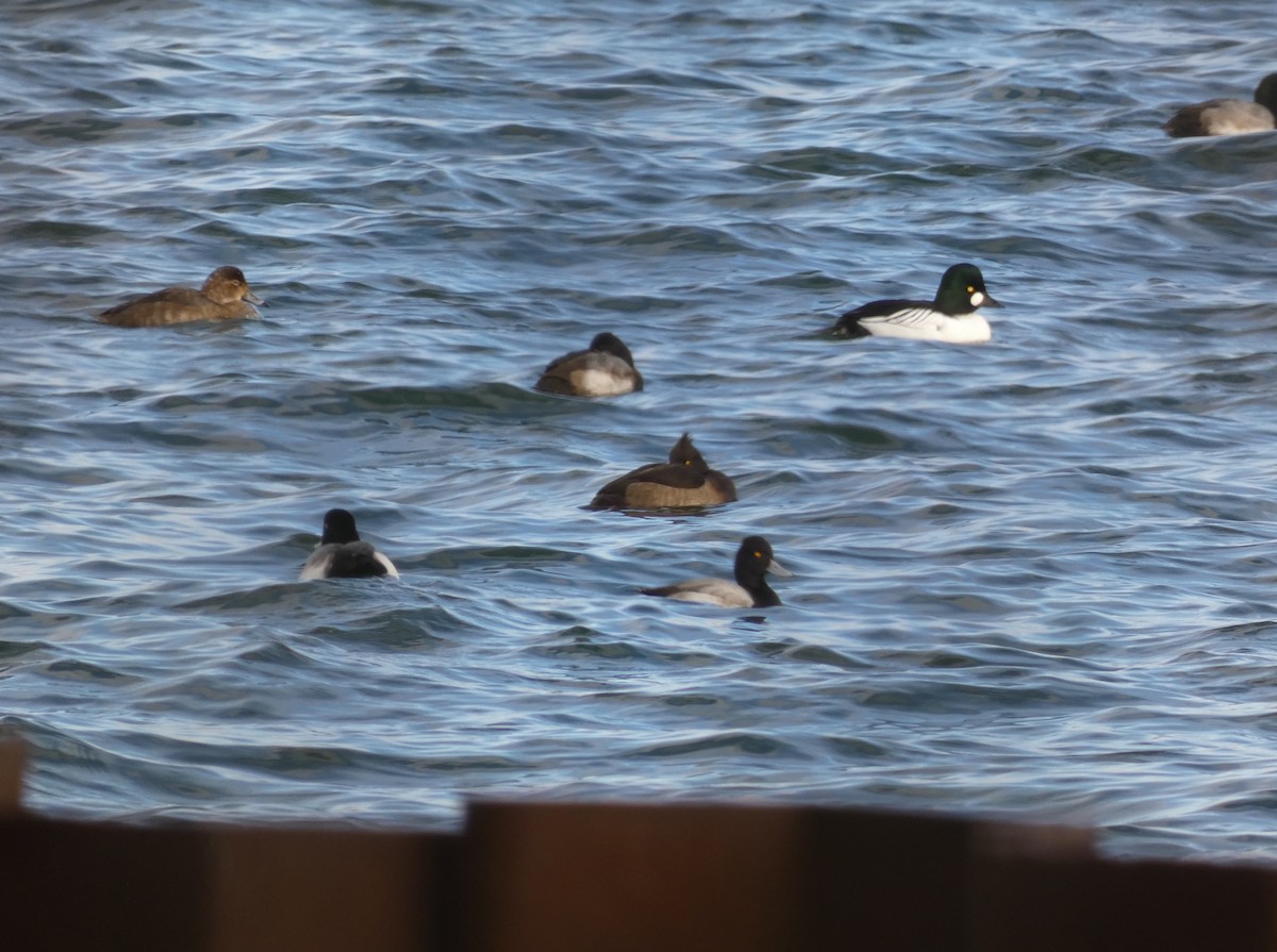 Tufted Duck - ML622896312