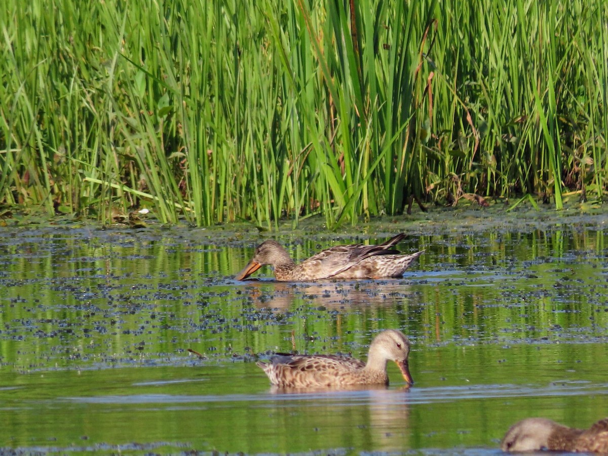 Northern Shoveler - Tania Mohacsi