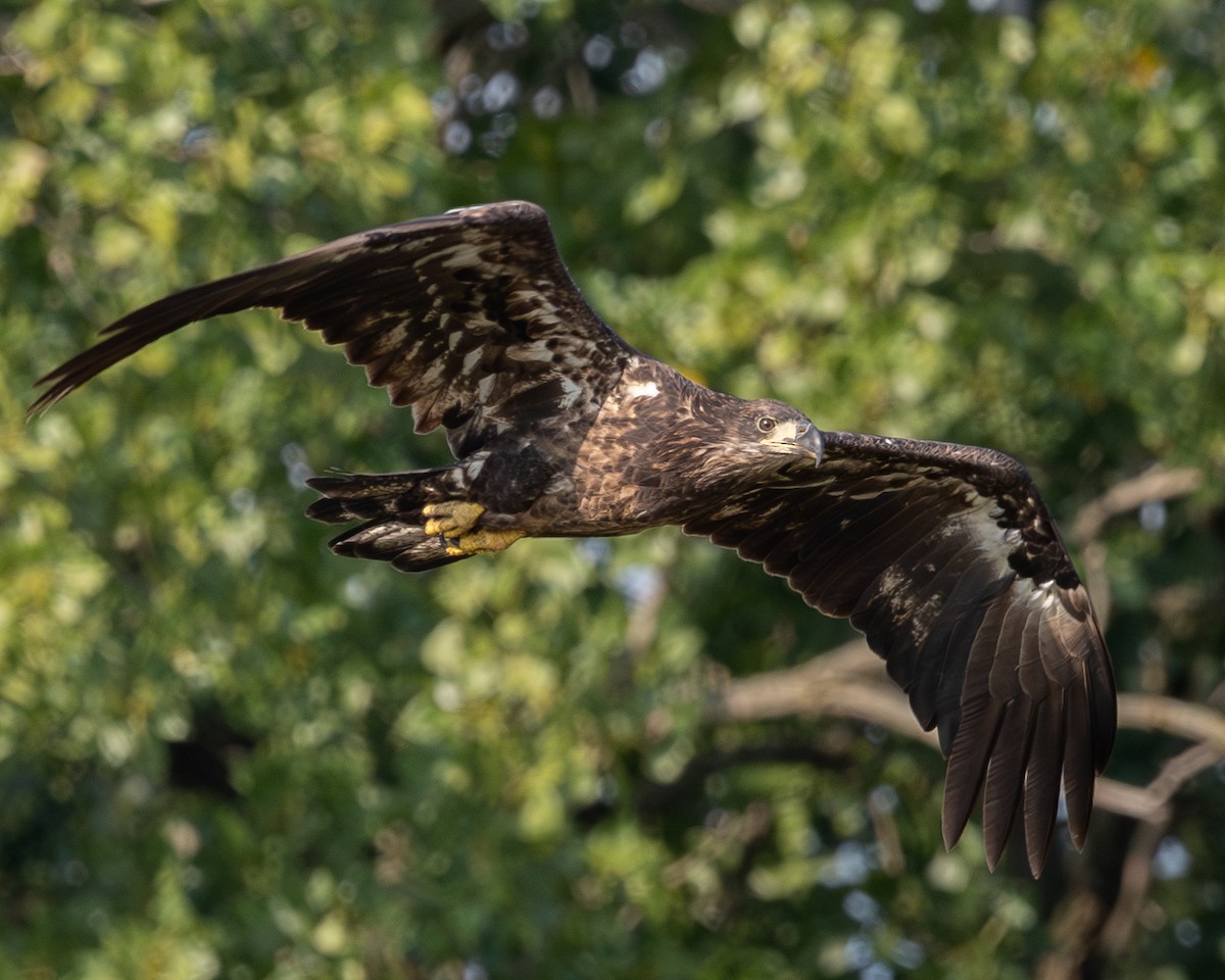 Bald Eagle - ML622896452