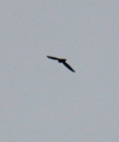 Chimney Swift - ML622896494