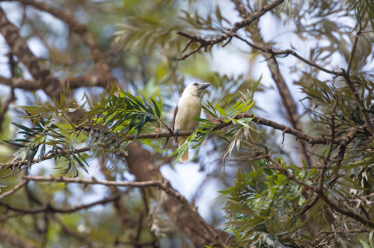 White-headed Barbet - ML622896563