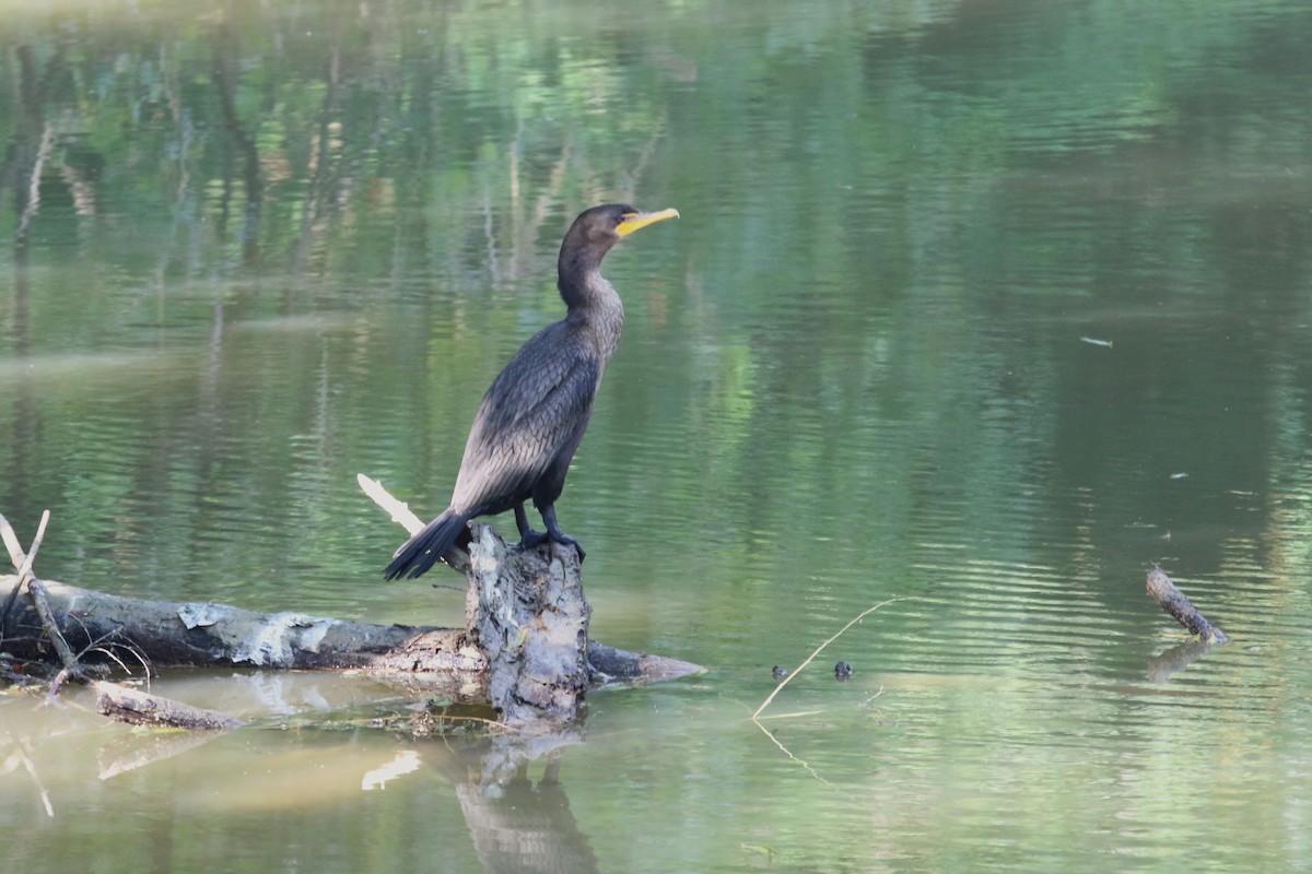 Double-crested Cormorant - ML622896599