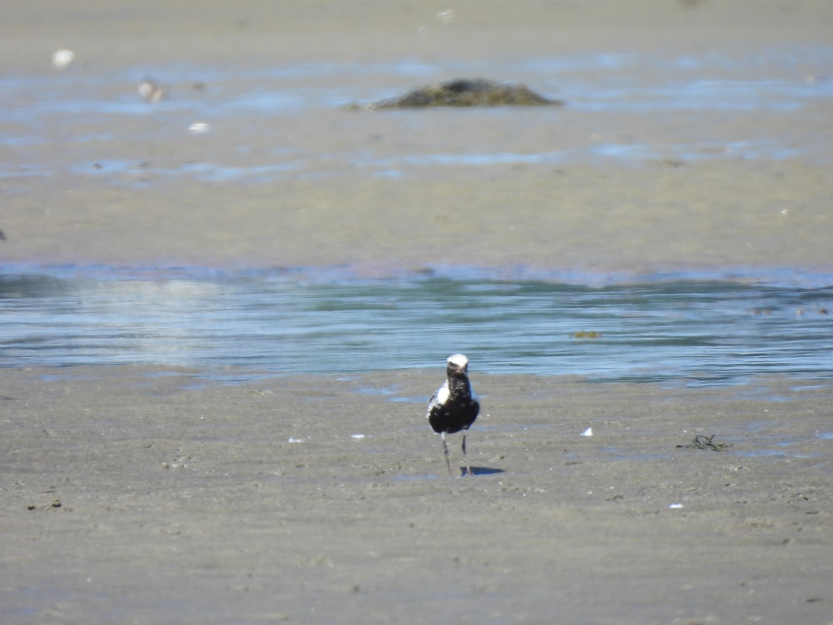 Black-bellied Plover - ML622896600