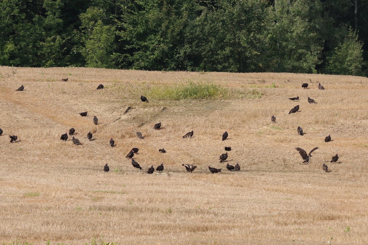 Turkey Vulture - Deryl Nethercott