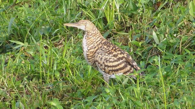 Rufescent Tiger-Heron - ML622896643