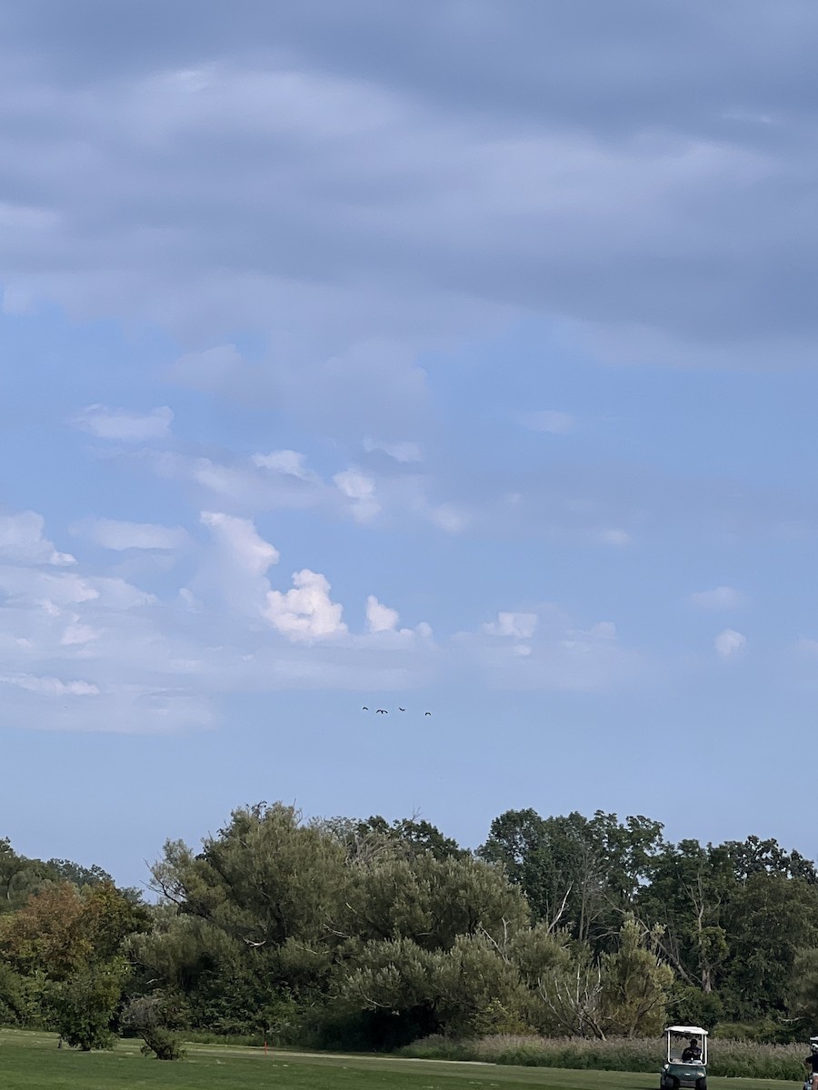 Glossy Ibis - ML622896647