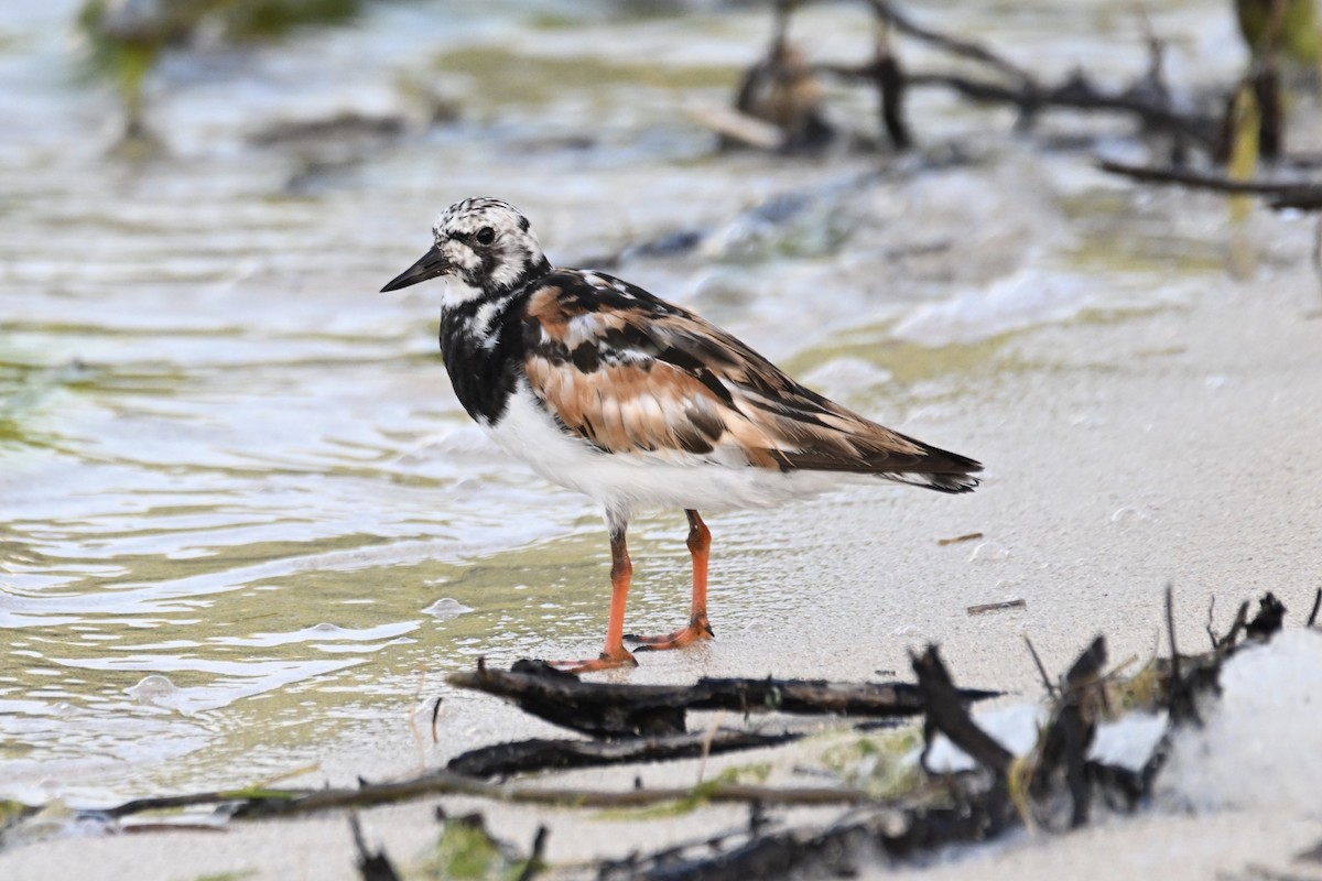 Ruddy Turnstone - Simon Artuch