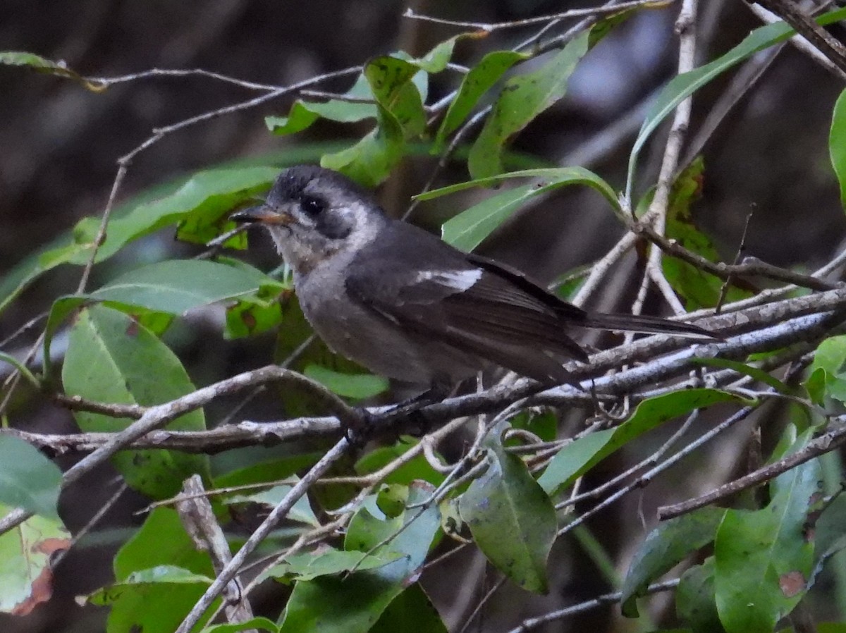 White-eared Monarch - ML622896689