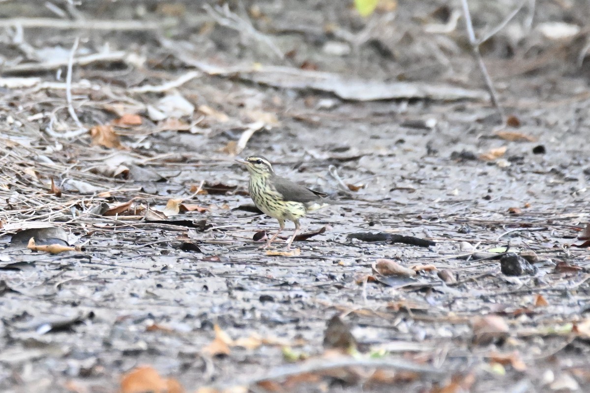 Northern Waterthrush - ML622896705