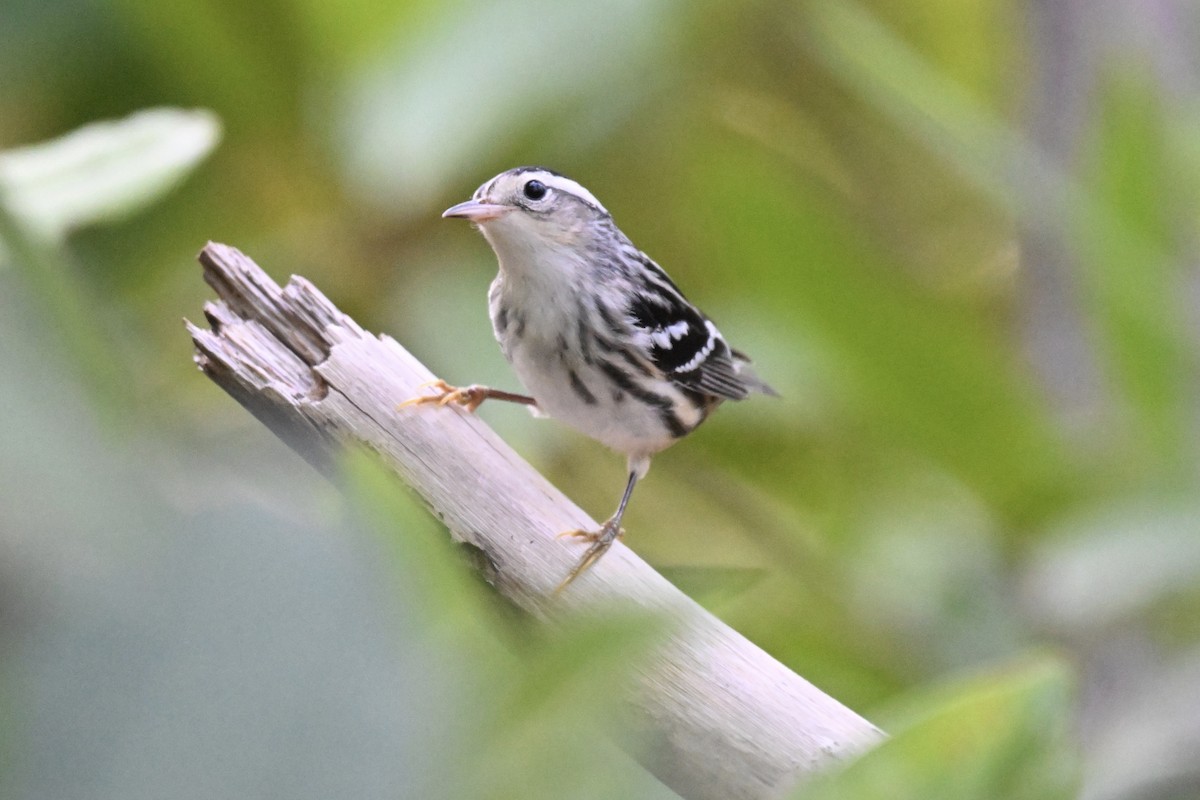 Black-and-white Warbler - ML622896715