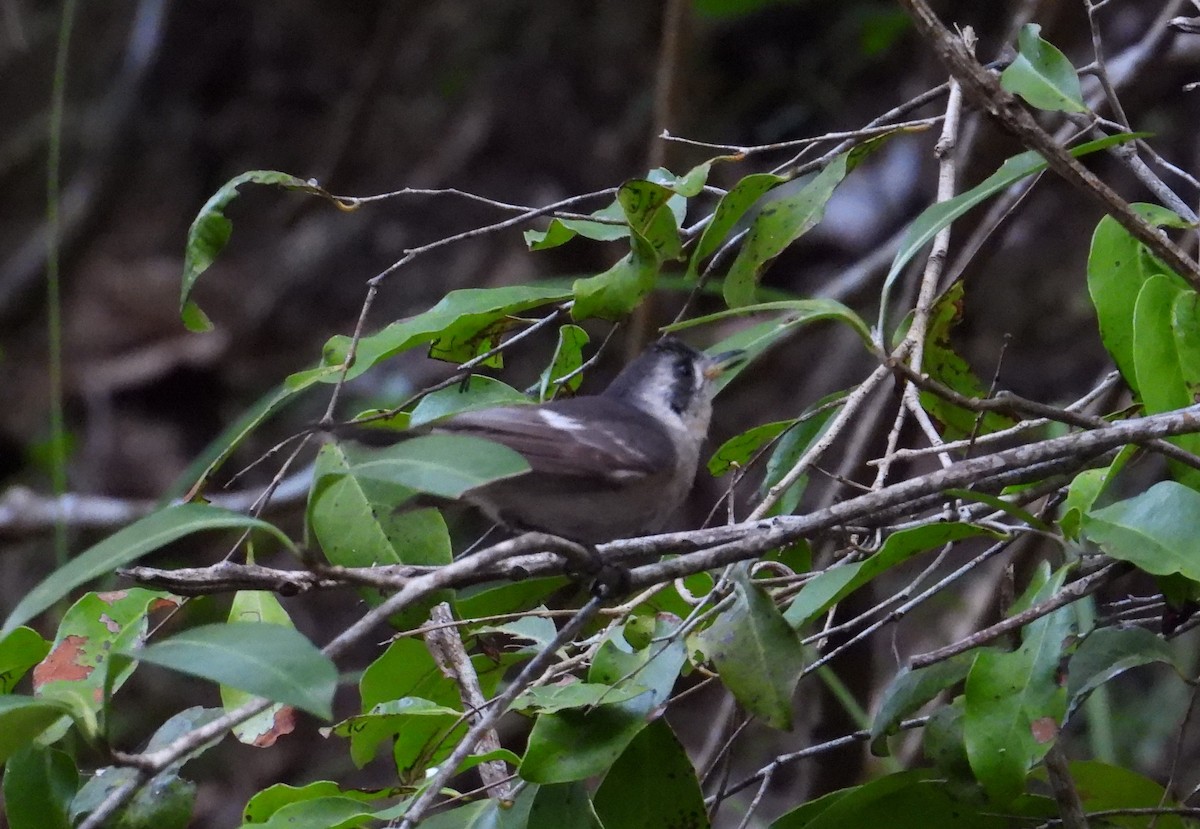White-eared Monarch - ML622896725