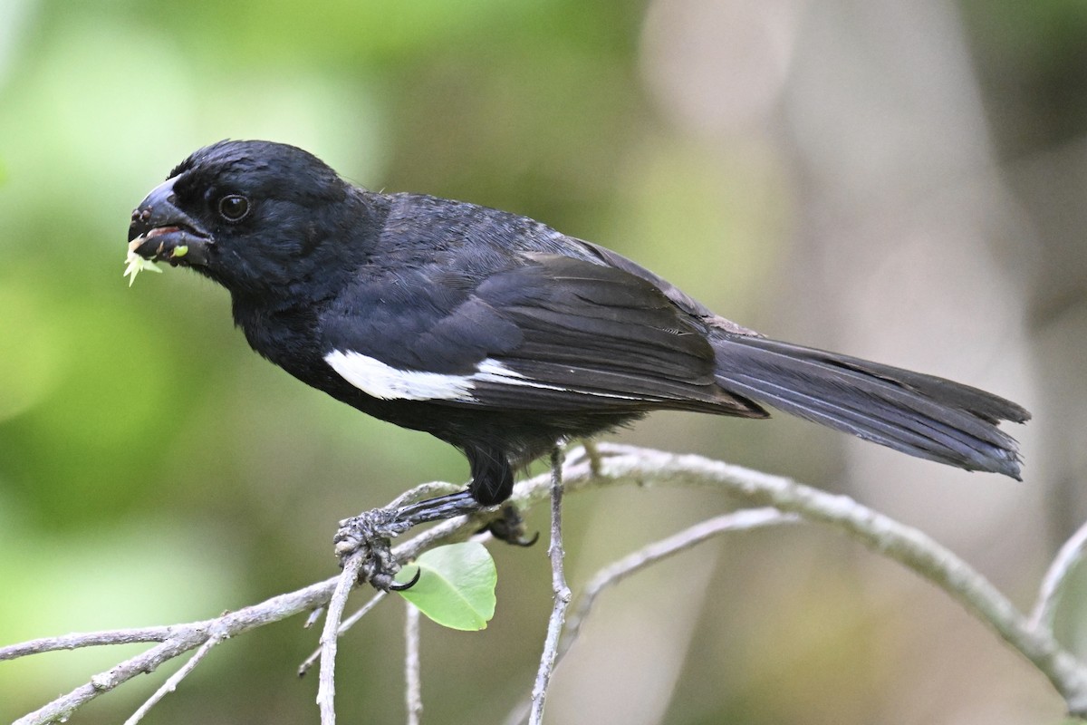 Grand Cayman Bullfinch - ML622896762