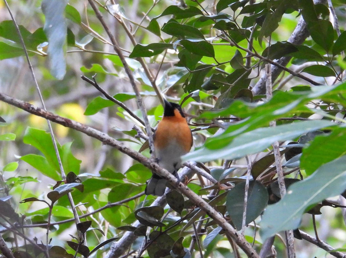 Australian Spectacled Monarch - ML622896802