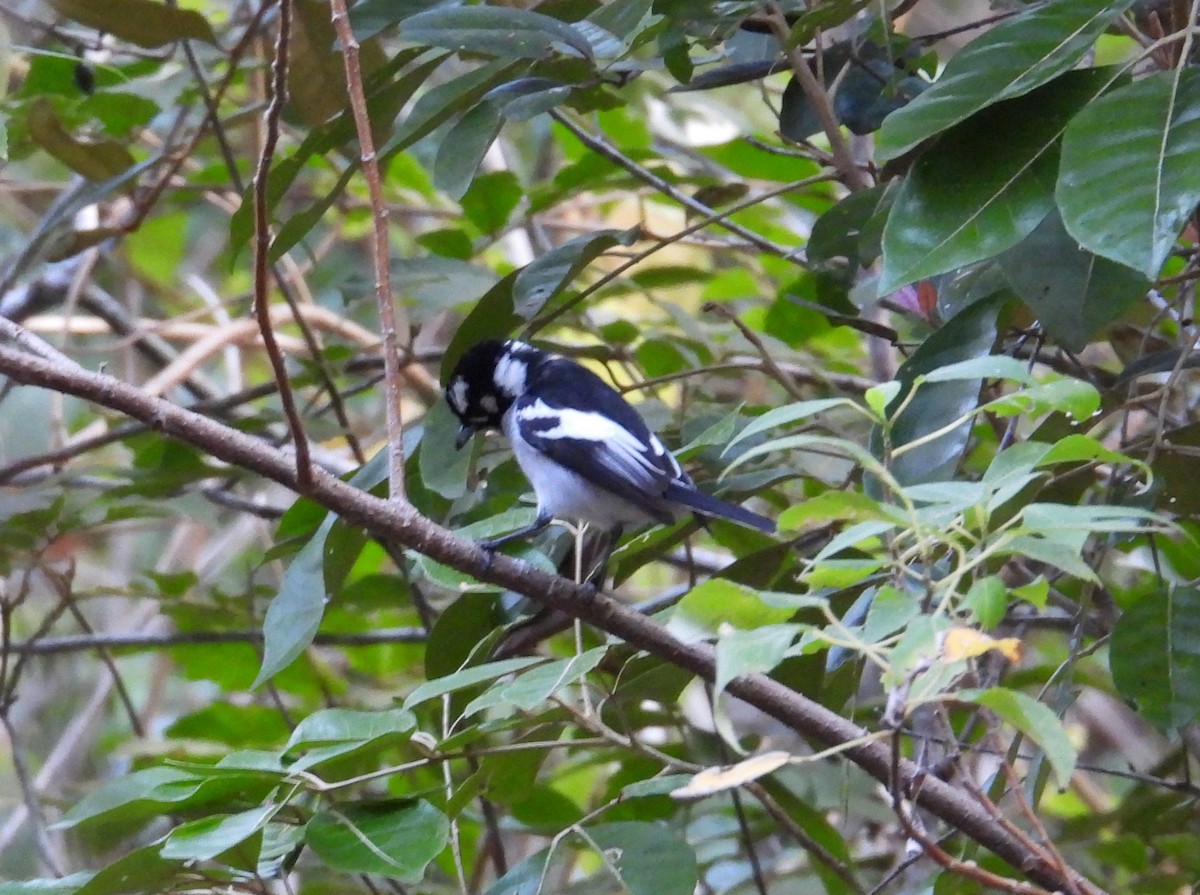 White-eared Monarch - ML622896837