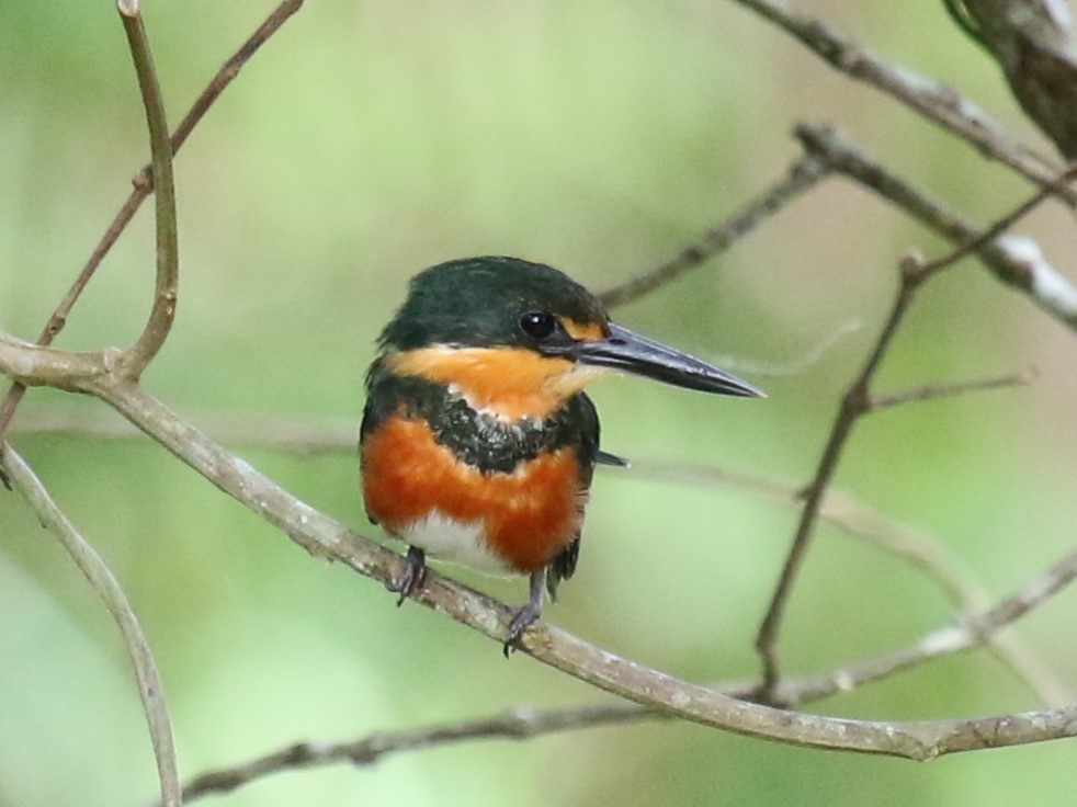 American Pygmy Kingfisher - ML622896852