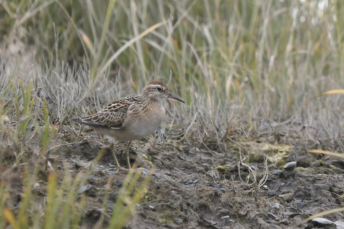 Sharp-tailed Sandpiper - ML622896854