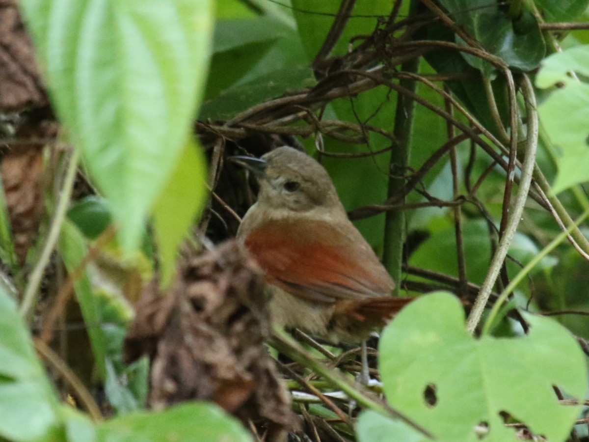 Plain-crowned Spinetail - ML622896859