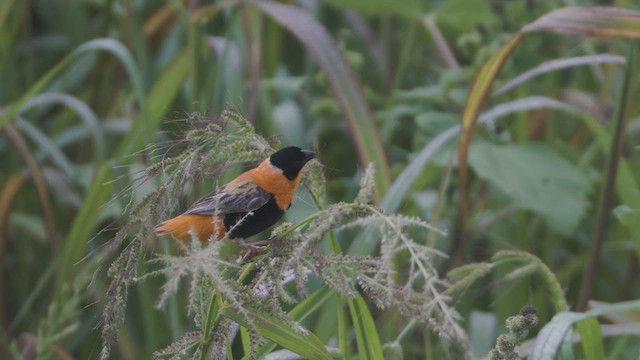 Northern Red Bishop - ML622896893