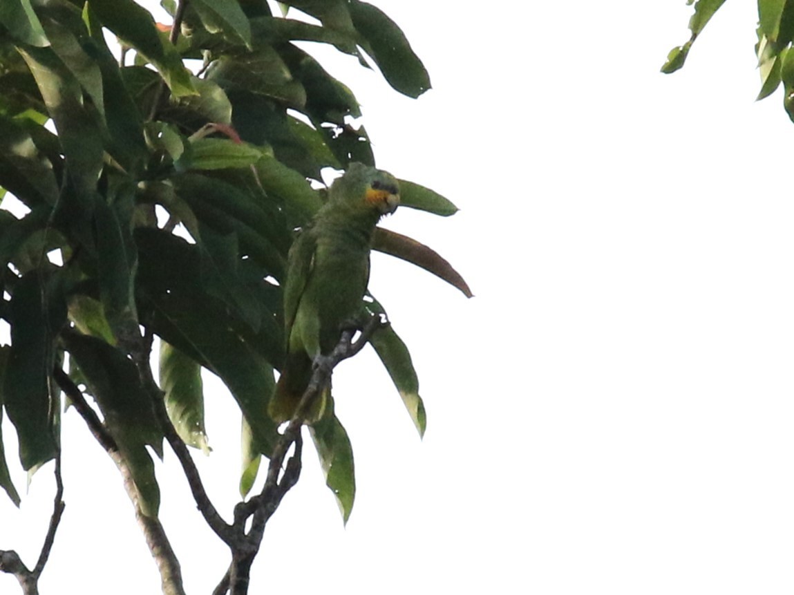 Orange-winged Parrot - ML622896904