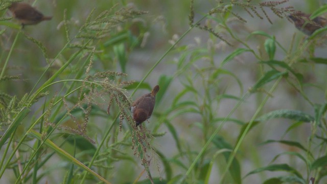 Scaly-breasted Munia - ML622896919