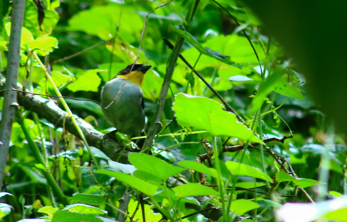 White-naped Brushfinch - ML622896973